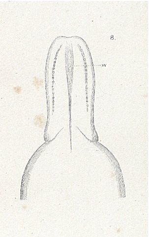 Image of <i>Amphiporus spectabilis</i>