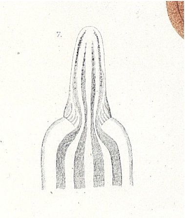 Image of <i>Amphiporus spectabilis</i>