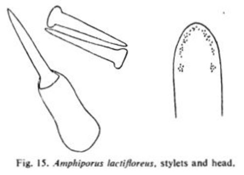 Sivun Amphiporus lactifloreus (Johnston 1828) kuva