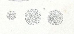 Sivun Amphiporus lactifloreus (Johnston 1828) kuva