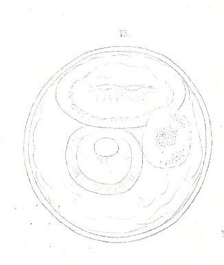 Sivun Amphiporus lactifloreus (Johnston 1828) kuva