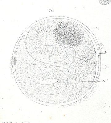 Sivun Amphiporus lactifloreus (Johnston 1828) kuva