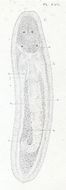 Sivun Amphiporus lactifloreus (Johnston 1828) kuva