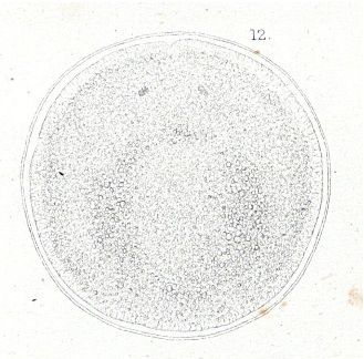 Sivun Amphiporus lactifloreus (Johnston 1828) kuva