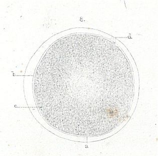 Sivun Amphiporus lactifloreus (Johnston 1828) kuva