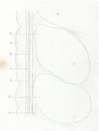 Sivun Amphiporus lactifloreus (Johnston 1828) kuva