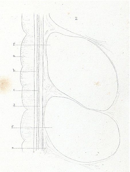 Sivun Amphiporus lactifloreus (Johnston 1828) kuva