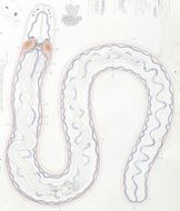 Image of milk-white ribbon worm