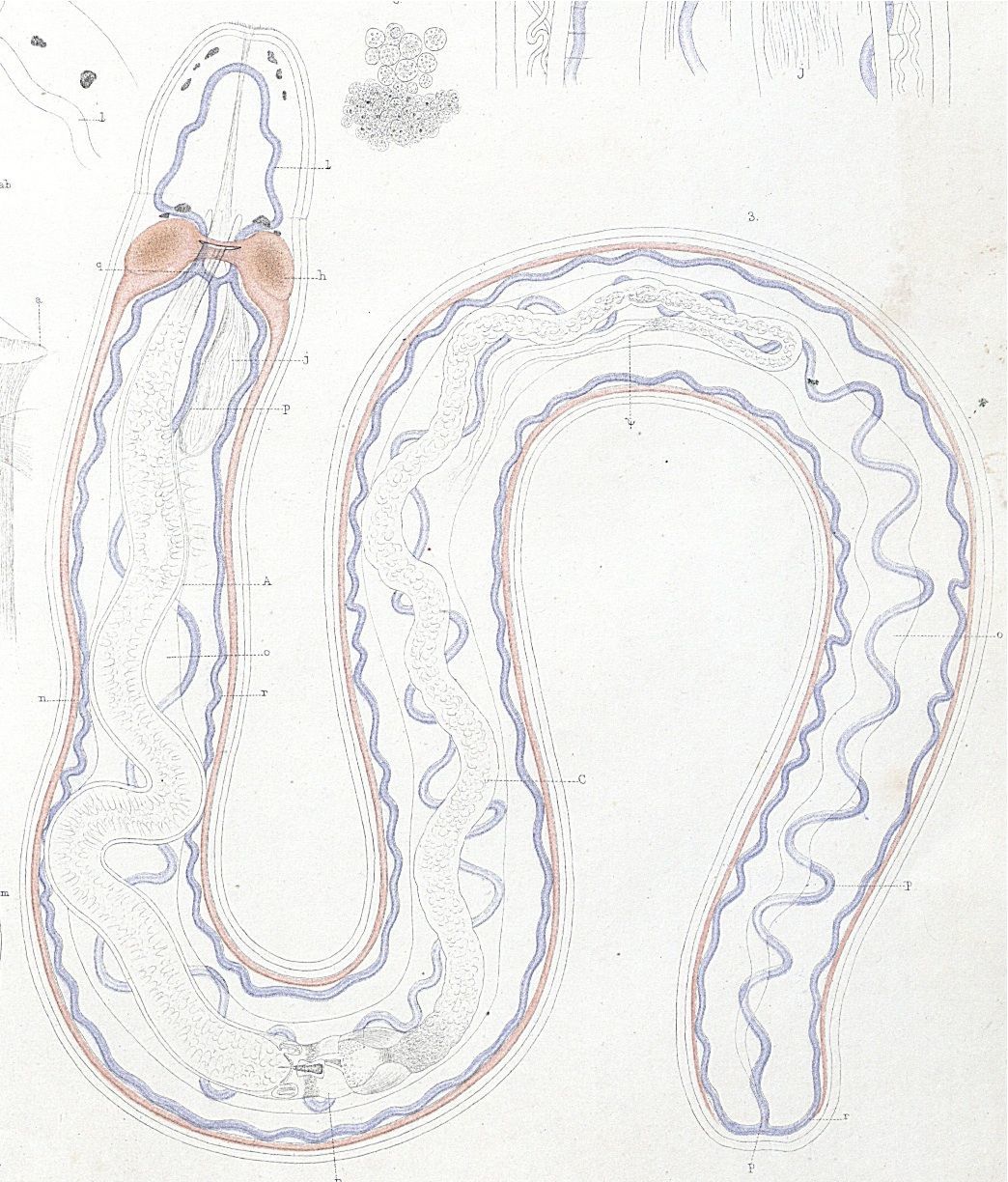 Image of milk-white ribbon worm