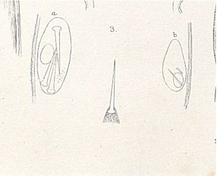 Imagem de Amphiporus lactifloreus (Johnston 1828)