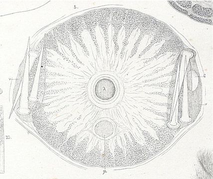 Imagem de Amphiporus lactifloreus (Johnston 1828)