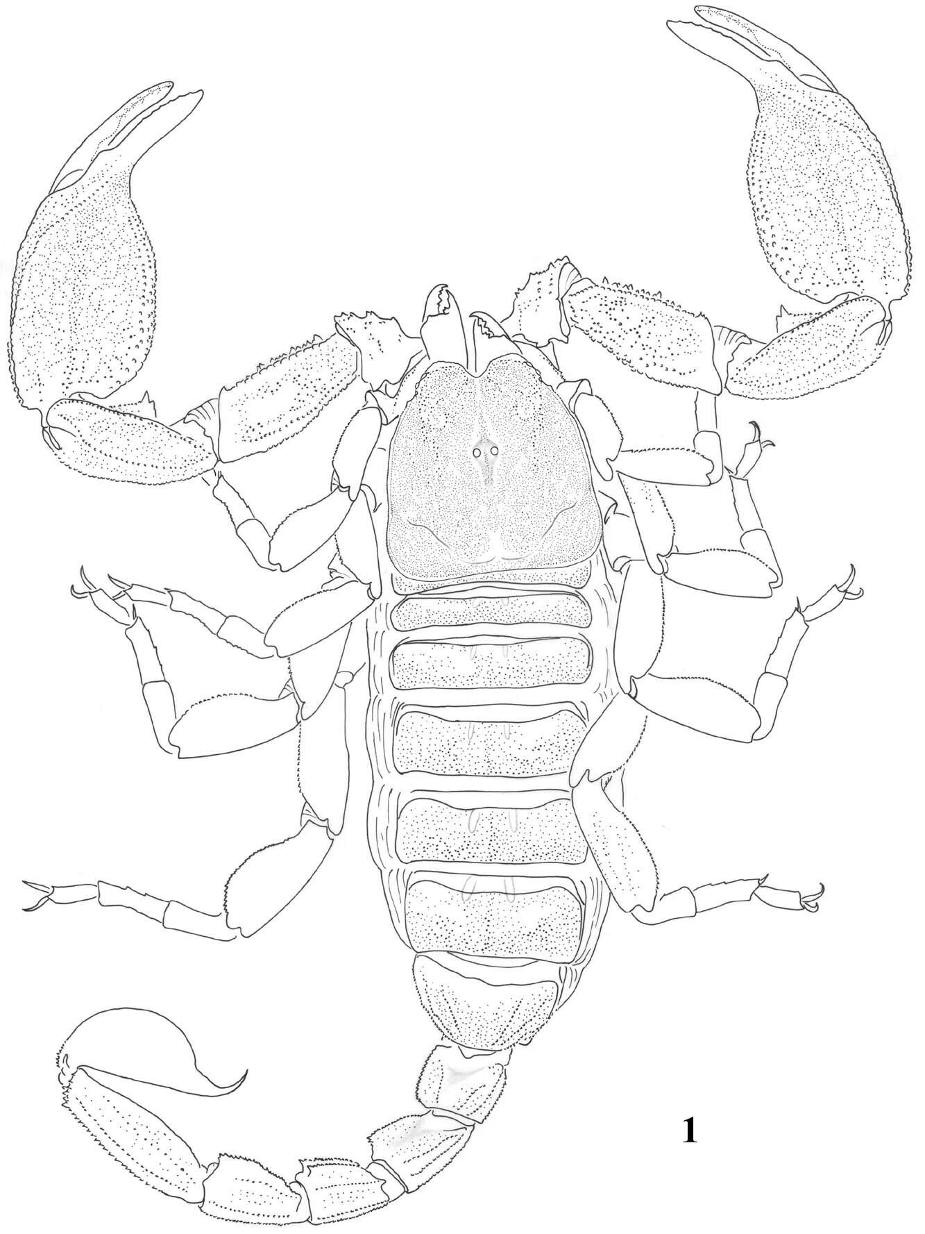 Scorpiops atomatus Qi, Zhu & Lourenço 2005 resmi