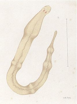 Image of milk-white ribbon worm