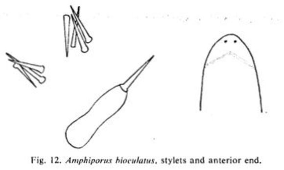 Image of Amphiporus bioculatus McIntosh 1874