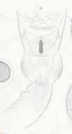 Sivun Amphiporus bioculatus McIntosh 1874 kuva