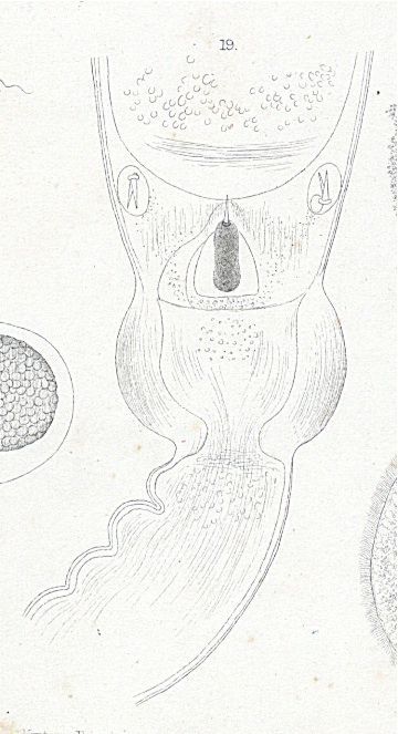 Image of Amphiporus bioculatus McIntosh 1874