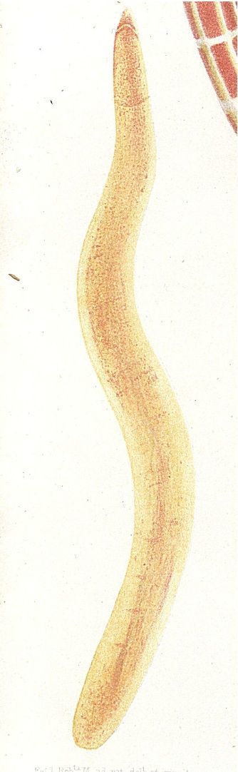 Image of Amphiporus bioculatus McIntosh 1874