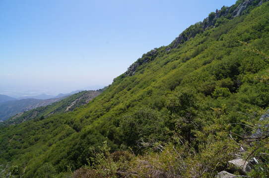 Imagem de Nothofagus macrocarpa (A. DC.) F. M. Vázquez & R. A. Rodr.