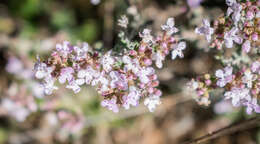 Image of Common Thyme