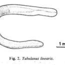 Image of Tubulanus linearis (McIntosh 1874)