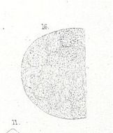 Image of <i>Nemertopsis flavida</i>