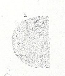 Image of <i>Nemertopsis flavida</i>