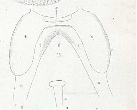 Image of <i>Nemertopsis flavida</i>