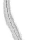 Image of Paradrepanophorus nisidensis (Hubrecht 1875)
