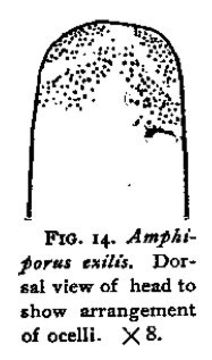 Image of Amphiporus exilis Coe 1901