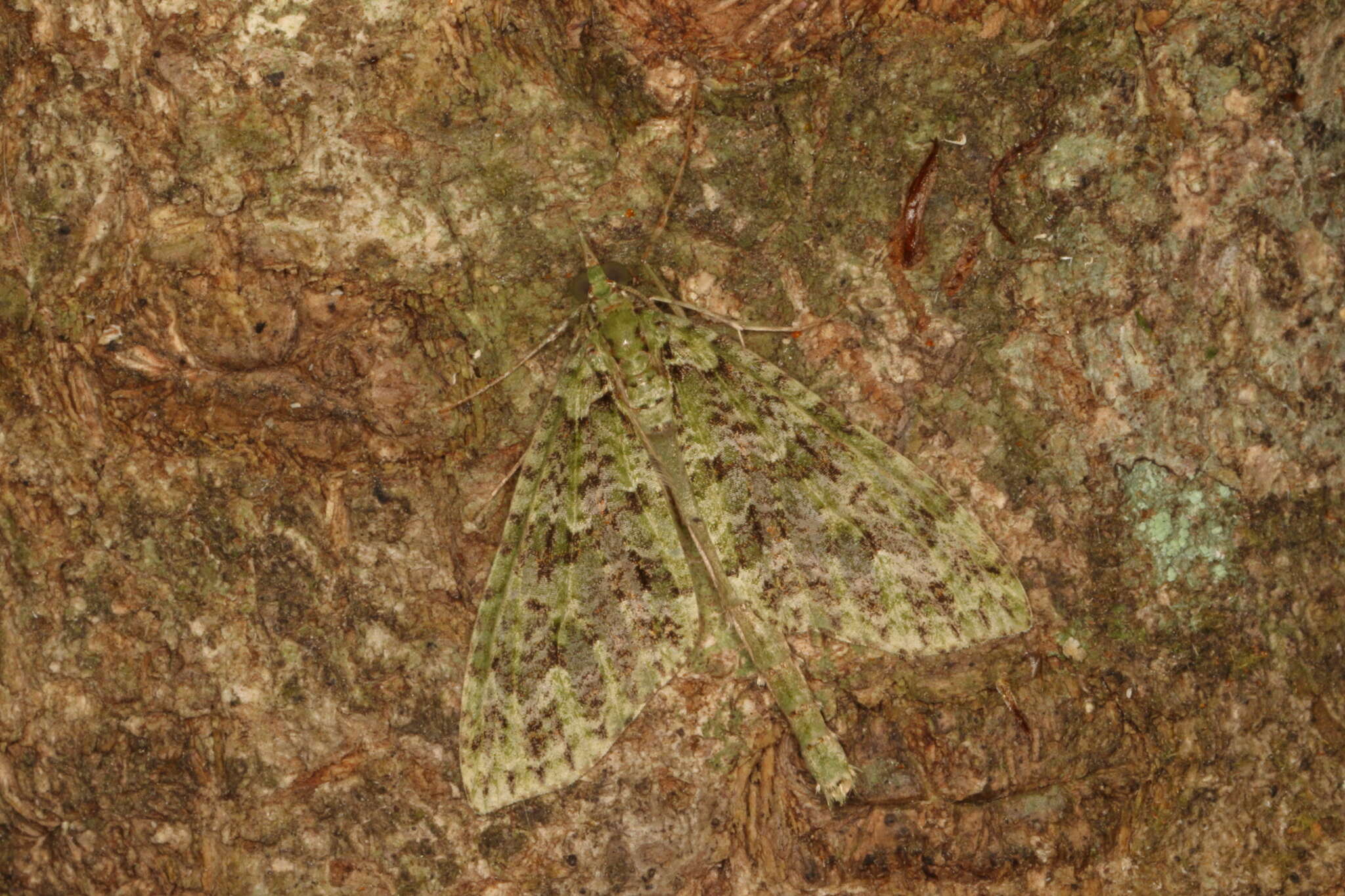 Image of kāmahi green spindle