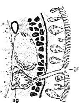 Image of Ototyphlonemertes (Macintoshi) americana Gerner 1969