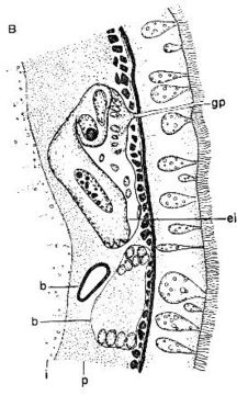 Image of Ototyphlonemertes (Macintoshi) americana Gerner 1969