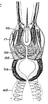 Image of Ototyphlonemertes (Macintoshi) americana Gerner 1969