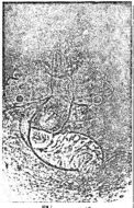 Image of Ototyphlonemertes (Macintoshi) americana Gerner 1969