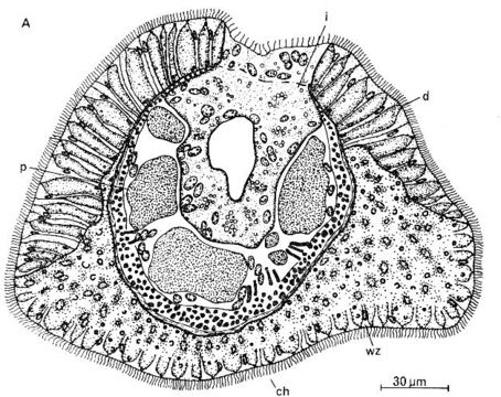 Image of Ototyphlonemertes (Macintoshi) americana Gerner 1969