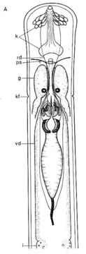 Image of Ototyphlonemertes (Macintoshi) americana Gerner 1969