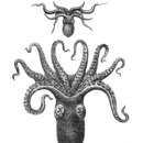 Image of bighead octopus