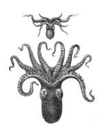 Image of bighead octopus