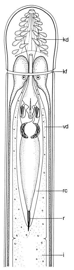 Image of Ototyphlonemertes (Macintoshi) americana Gerner 1969