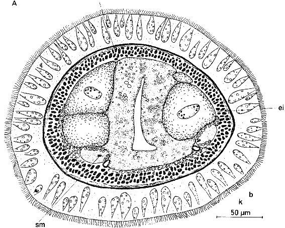 Image of Ototyphlonemertes aurantiaca (du Plessis 1891)