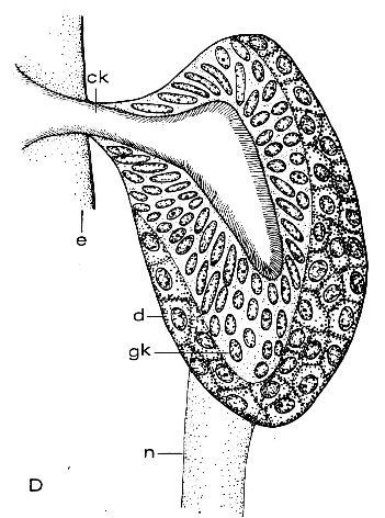 Image of Ototyphlonemertes aurantiaca (du Plessis 1891)