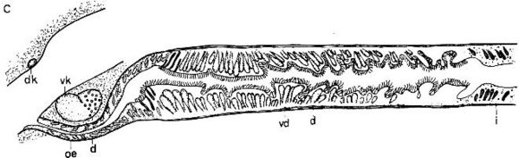 Image of Ototyphlonemertes aurantiaca (du Plessis 1891)