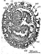 Image of Ototyphlonemertes aurantiaca (du Plessis 1891)