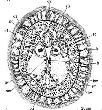 Image of Ototyphlonemertes aurantiaca (du Plessis 1891)