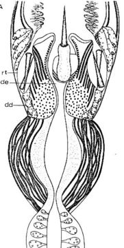 Image of Ototyphlonemertes aurantiaca (du Plessis 1891)