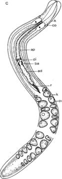 Image of Ototyphlonemertes aurantiaca (du Plessis 1891)