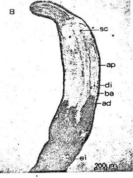 Image of Ototyphlonemertes aurantiaca (du Plessis 1891)