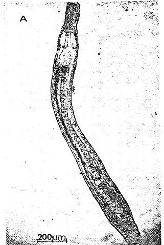 Image of Ototyphlonemertes aurantiaca (du Plessis 1891)