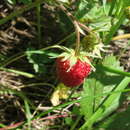 Image of Fragaria orientalis Losinsk.