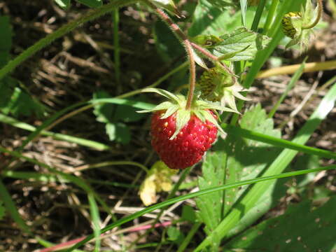 Image de Fragaria orientalis Losinsk.